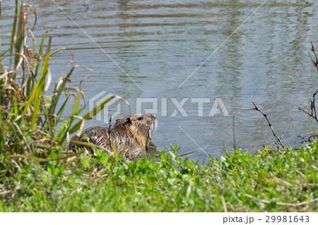 ヌートリア 29981643