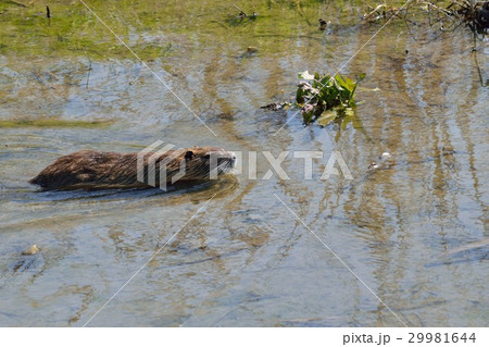 ヌートリア ヌートリア 29981644