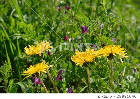 タンポポの花 タンポポの花 29981646
