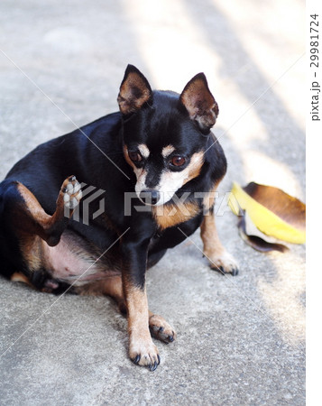 cute black fat lovely miniature pincher dog  29981724