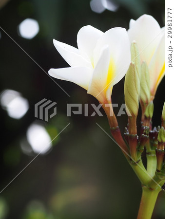 yellow white flowers of Frangipani, Plumeria, 29981777
