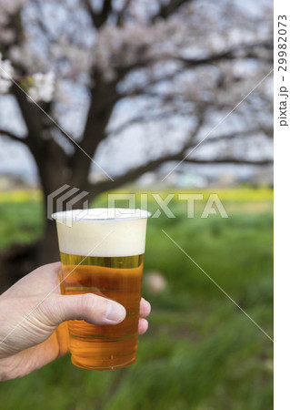 花見イメージ　ビールで乾杯 29982073