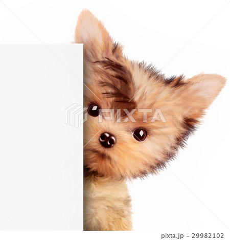 Funny dog holding empty banner, isolated on white Funny dog holding empty banner, isolated on white 29982102