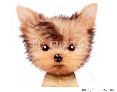 Adorable puppy sitting frontal, isolated on white. Adorable puppy sitting frontal, isolated on white. 29982105