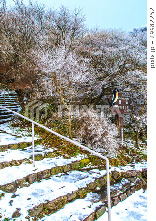 妙見岳の霧氷　雲仙　仁田峠 29982252