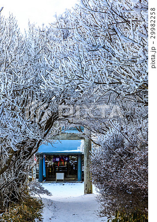 妙見岳の霧氷　雲仙　仁田峠 29982258
