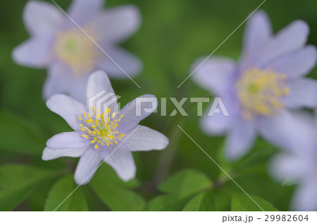 菊咲一華 菊咲一華 29982604