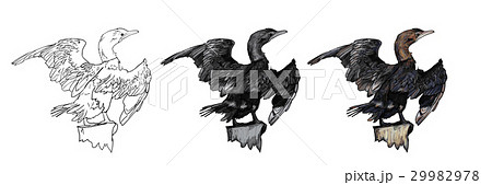 Drawing of Little cormorant bird Drawing of Little cormorant bird 29982978