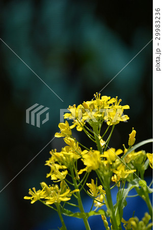 水菜の花（トウ立ち） 29983236