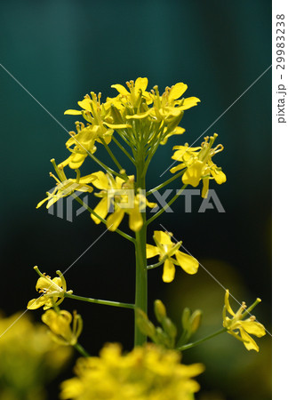 水菜の花（トウ立ち） 29983238