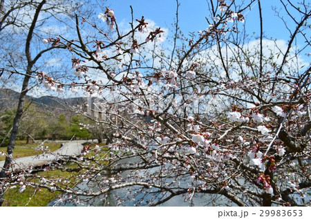 箱根湿生花園のマメザクラ 29983653