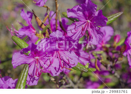 Flower Ledum palustre Rhododendron tomentosum 29983761