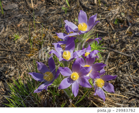 flowers in the pine forest Sleep-grass or lumbago flowers in the pine forest Sleep-grass or lumbago 29983762
