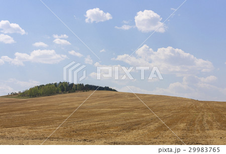 Rolling Farm Hills of Wheat Crop Fields on Sunny 29983765