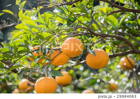 甘夏みかん 甘夏みかん 29984063