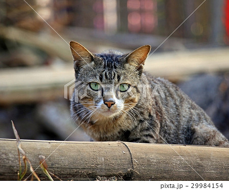 Stray cat 29984154