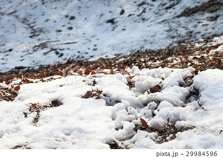 一庫公園の残雪 29984596