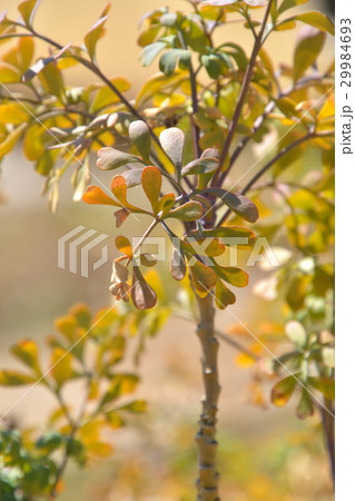 樹木:ヘンルーダ ミカン科 樹木:ヘンルーダ ミカン科 29984693