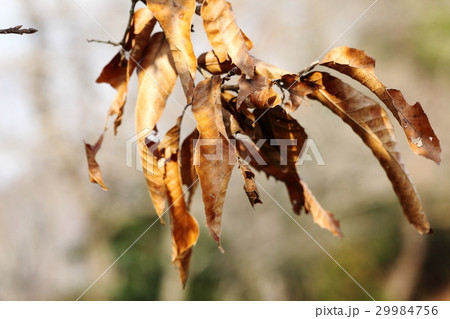 木に残ったクヌギの枯れ葉 29984756