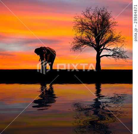Elephant silhouette in the wild Elephant silhouette in the wild 29984871