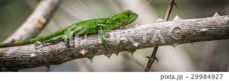 Iguana 29984927