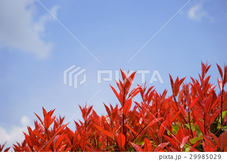 ベニカナメの垣根４ 29985029