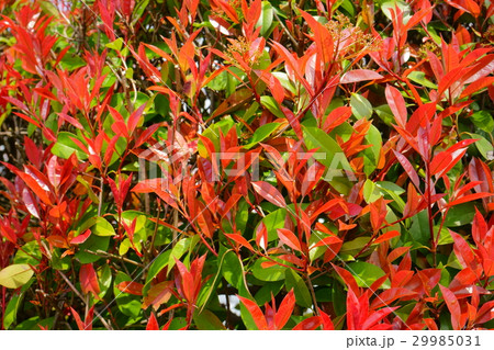 ベニカナメの垣根２ 29985031