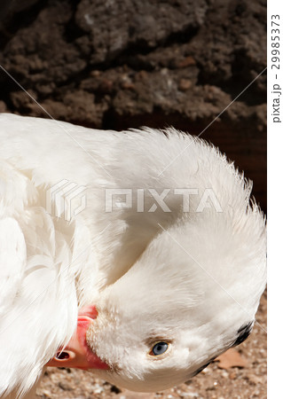 Shy goose Shy goose 29985373