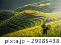 Mother and Daughter Hmong, working at rice terrace 29985438