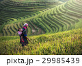 Mother and child Hmong, working at rice terraces 29985439