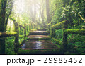 Wooden bridge in tropical rain forest 29985452