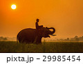 Elephant are a happy on field with bulldozers  29985454