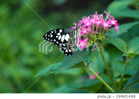 Butterfly feeding on ixora flower  29985498