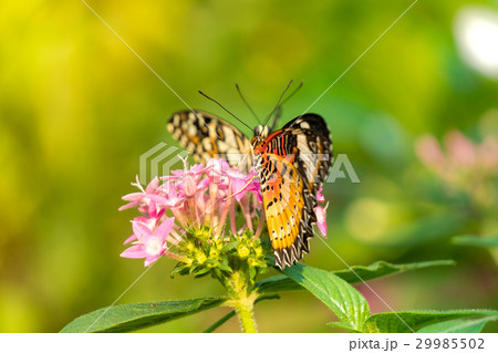 Butterfly feeding on ixora flower  29985502