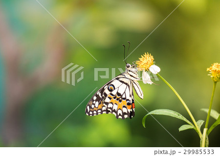 A butterfly feeding on Bidens pilosa flower A butterfly feeding on Bidens pilosa flower 29985533