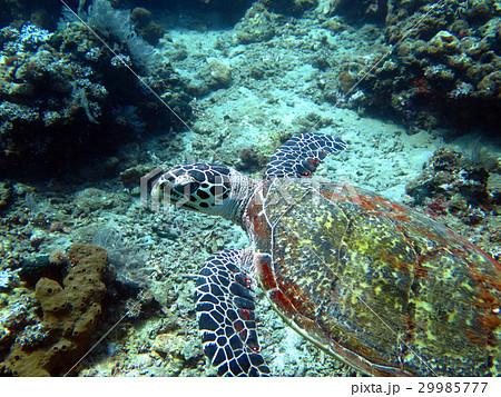 Hawksbill sea turtle current on coral reef island Hawksbill sea turtle current on coral reef island 29985777