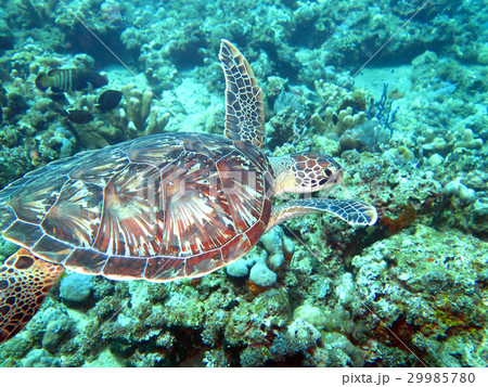Hawksbill sea turtle current on coral reef island Hawksbill sea turtle current on coral reef island 29985780