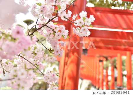 【四国曼荼羅霊場】第十一番【讃岐国一宮】春の田村神社の朱鳥居とボタンザクラの花 香川県高松市 【四国曼荼羅霊場】第十一番【讃岐国一宮】春の田村神社の朱鳥居とボタンザクラの花 香川県高松市 29985941
