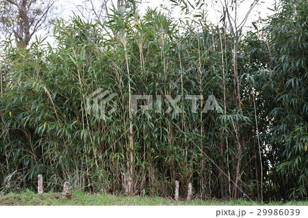 ささやぶ ささやぶ 29986039