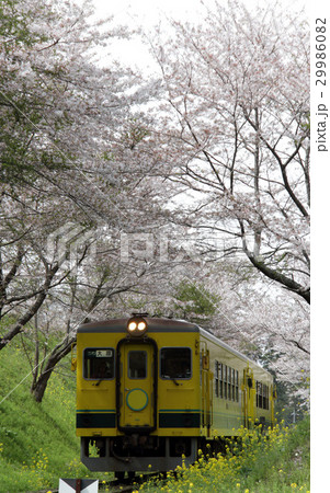春のいすみ鉄道　桜のトンネルを抜ける列車 29986082