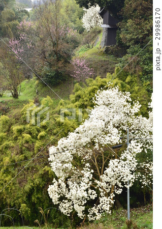 【奈良県 平群町】春の花咲く里 【奈良県 平群町】春の花咲く里 29986170