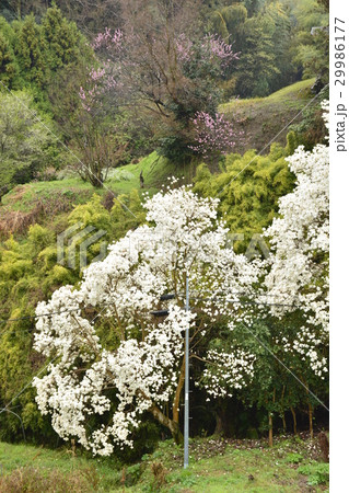 【奈良県　平群町】春の花咲く里 29986177