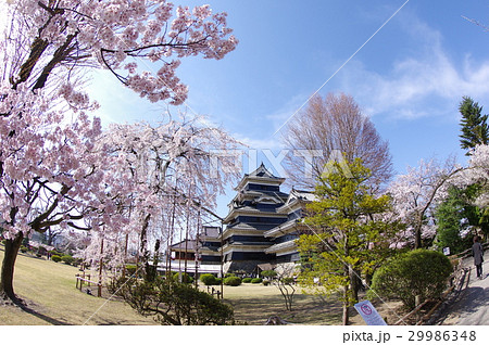 信州 松本の春 桜に囲まれる国宝松本城 現存12天守のひとつ 松本観光の中心 信州 松本の春 桜に囲まれる国宝松本城 現存12天守のひとつ 松本観光の中心 29986348