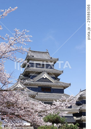 信州 松本の春 桜に囲まれる国宝松本城 現存12天守のひとつ 松本観光の中心 信州 松本の春 桜に囲まれる国宝松本城 現存12天守のひとつ 松本観光の中心 29986366