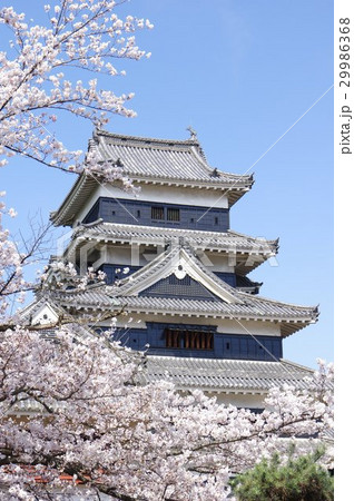 信州 松本の春 桜に囲まれる国宝松本城 現存12天守のひとつ 松本観光の中心 信州 松本の春 桜に囲まれる国宝松本城 現存12天守のひとつ 松本観光の中心 29986368