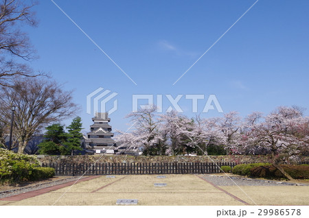 信州　松本の春　二の丸跡から望む　桜と国宝松本城　現存１２天守のひとつ　松本観光の中心 29986578