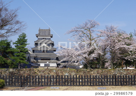 信州 松本の春 二の丸跡から望む 桜と国宝松本城 現存12天守のひとつ 松本観光の中心 信州 松本の春 二の丸跡から望む 桜と国宝松本城 現存12天守のひとつ 松本観光の中心 29986579