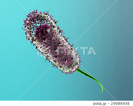 Bacteria virus cell, 3d illustration  29986936