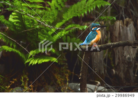 渓流の宝石「カワセミ(オス)」（根川緑道･立川公園／東京都立川市） 29986949