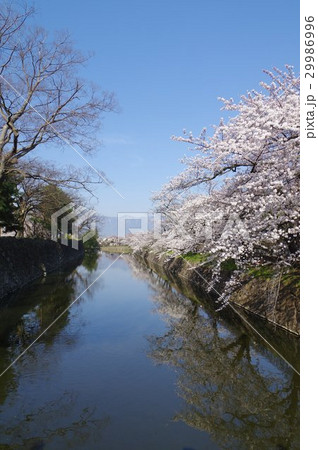 信州 松本の春 国宝松本城 外堀の桜並木 現存12天守のひとつ 松本観光の中心 信州 松本の春 国宝松本城 外堀の桜並木 現存12天守のひとつ 松本観光の中心 29986996